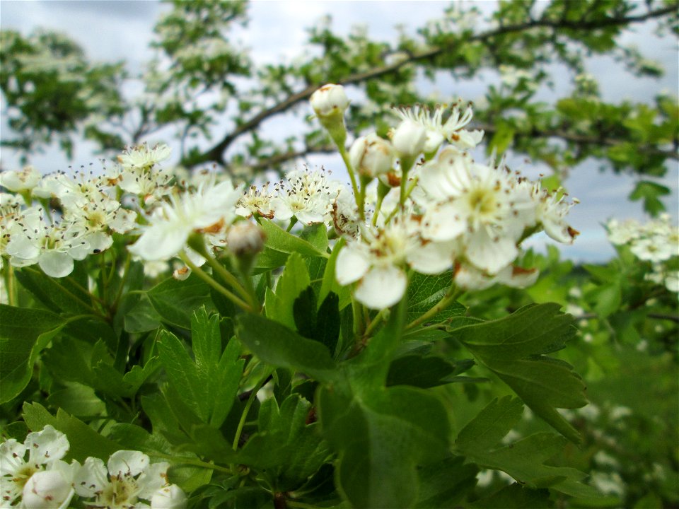 Eingriffeliger Weißdorn (Crataegus monogyna) in den Horststückern im Landschaftsschutzgebiet „Hockenheimer Rheinbogen“