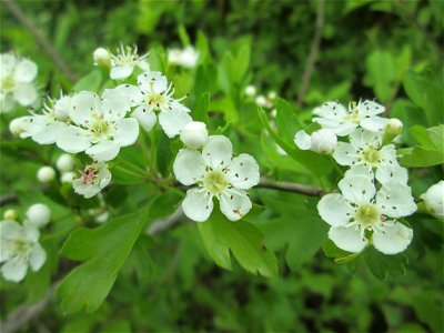 Eingriffeliger Weißdorn (Crataegus monogyna) in den Horststückern im Landschaftsschutzgebiet „Hockenheimer Rheinbogen“