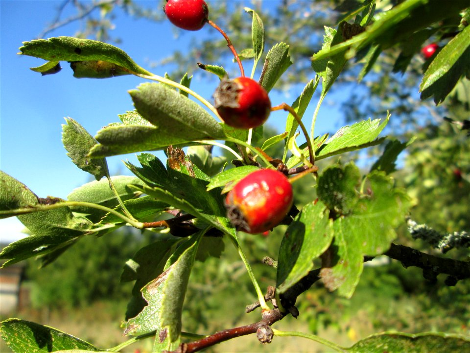 Eingriffeliger Weißdorn (Crataegus monogyna) im Almet in Sankt Arnual