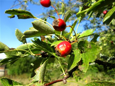 Eingriffeliger Weißdorn (Crataegus monogyna) im Almet in Sankt Arnual photo