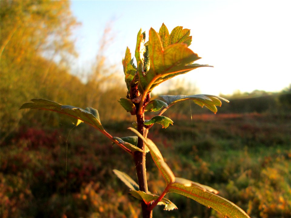 Weißdorn (Crataegus monogyna) im Naturschutzgebiet „St. Arnualer Wiesen“
