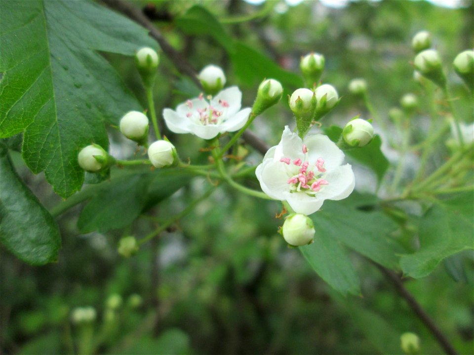 Eingriffeliger Weißdorn (Crataegus monogyna) an der Saar in Saarbrücken