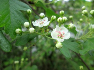 Eingriffeliger Weißdorn (Crataegus monogyna) an der Saar in Saarbrücken
