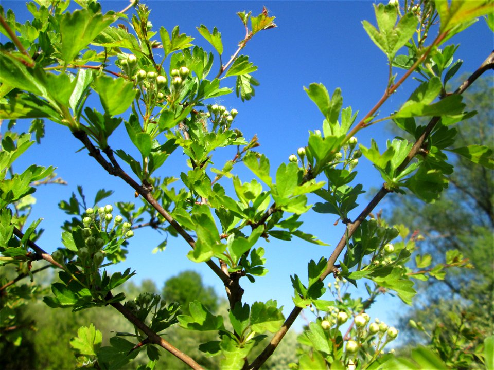 Weißdorn (Crataegus monogyna) im Güdinger Allmet