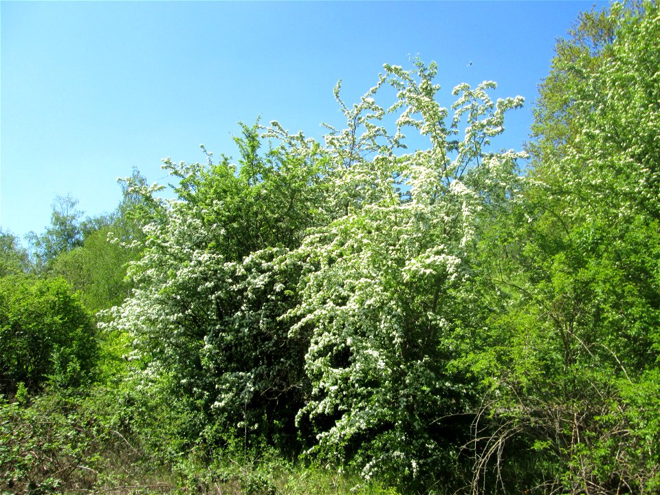 Weißdorn (Crataegus monogyna) im Naturschutzgebiet „St. Arnualer Wiesen“