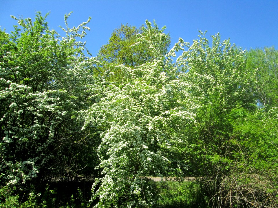 Weißdorn (Crataegus monogyna) im Naturschutzgebiet „St. Arnualer Wiesen“