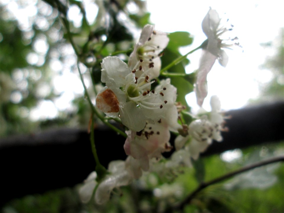 Weißdorn (Crataegus monogyna) im Naturschutzgebiet „St. Arnualer Wiesen“