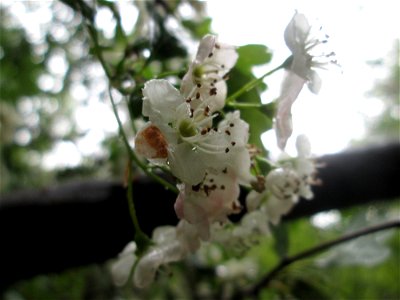 Weißdorn (Crataegus monogyna) im Naturschutzgebiet „St. Arnualer Wiesen“