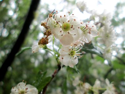 Weißdorn (Crataegus monogyna) im Naturschutzgebiet „St. Arnualer Wiesen“