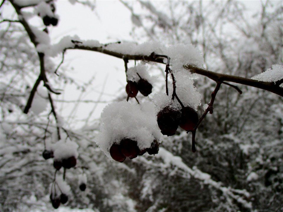 Eingeschneiter Weißdorn (Crataegus monogyna) im Naturschutzgebiet „St. Arnualer Wiesen“