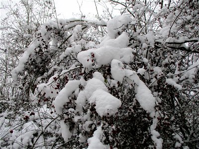 Eingeschneiter Weißdorn (Crataegus monogyna) im Naturschutzgebiet „St. Arnualer Wiesen“