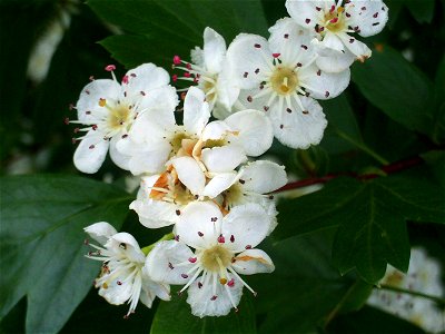 Crataegus monogyna flowers close up, Las Tiñosas, Sierra Madrona, Spain photo