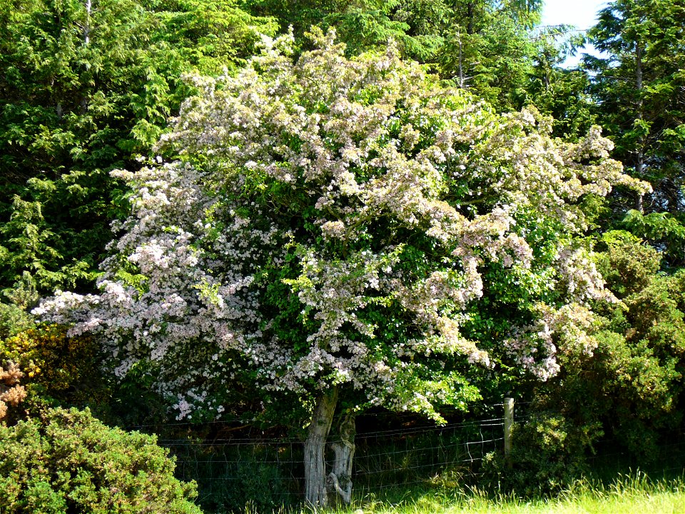 Image of a wild Hawthorn tree in full blossom, near Raphoe, Co. Donegal.