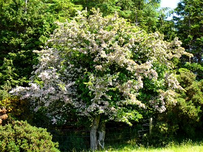 Image of a wild Hawthorn tree in full blossom, near Raphoe, Co. Donegal. photo