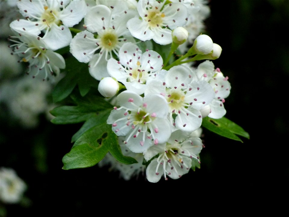 I bianchi fiori del biancospino, così come apparivano nel sole del Maggio del 2012, quando ho scattato questa foto in prossimità del fiume Calore, un ambiente incontaminato, nel meridione d'Italia, Mo