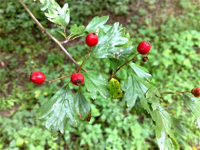 Some kind of bush - need identification.
