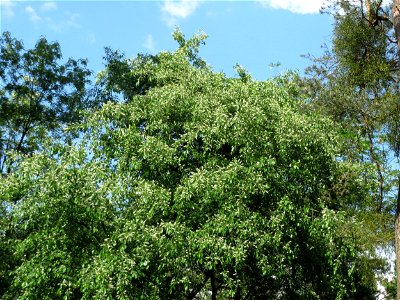 Spätblühende Traubenkirsche (Prunus serotina) im Schwetzinger Hardt