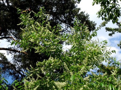 Spätblühende Traubenkirsche (Prunus serotina) im Schwetzinger Hardt