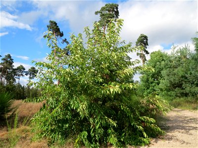Spätblühende Traubenkirsche (Prunus serotina) - invasiv im Schwetzinger Hardt
