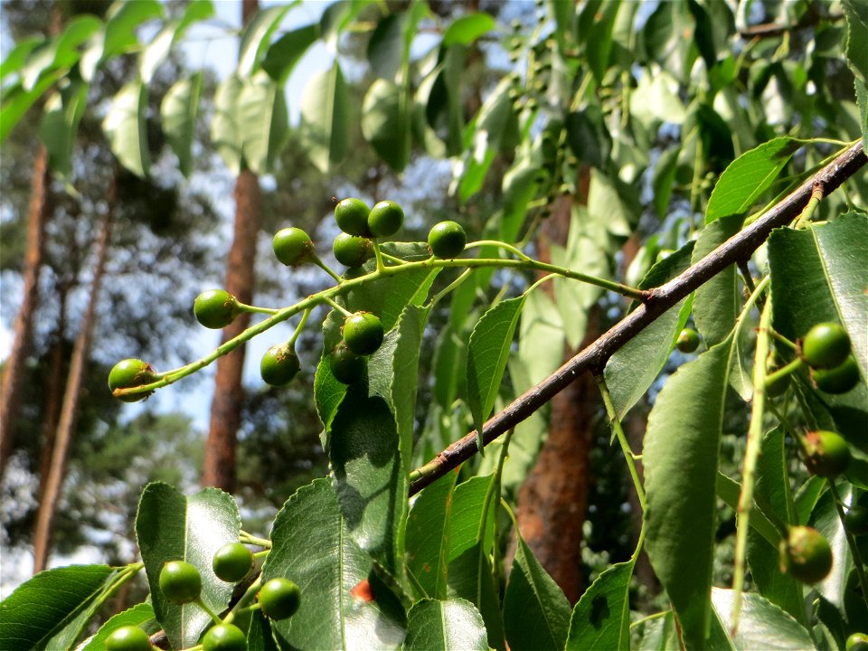 Spätblühende Traubenkirsche (Prunus serotina) invasiv am Hockenheimer Baggersee in der Schwetzinger Hardt