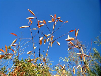 Spätblühende Traubenkirsche (Prunus serotina) - invasiv in der Schwetzinger Hardt - eingeschleppt aus Nordamerika