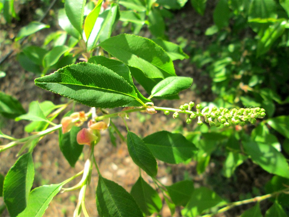 Spätblühende Traubenkirsche (Prunus serotina) - invasiv in der Schwetzinger Hardt - dieser ursprünglich aus Nordamerika stammende Baum macht sich breit in den Wäldern am Oberrein, wird aber selten grö