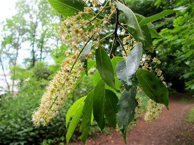 Spätblühende Traubenkirsche (Prunus serotina) am Kaninchenberg (Landschaftsschutzgebiet) in Saarbrücken - eingeschleppt aus Nordamerika