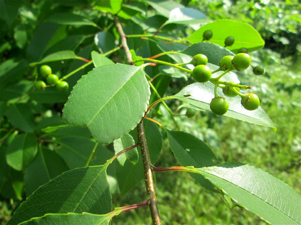 Spätblühende Traubenkirsche (Prunus serotina) in der Schwetzinger Hardt - eingeschleppt aus Nordamerika