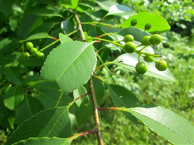 Spätblühende Traubenkirsche (Prunus serotina) in der Schwetzinger Hardt - eingeschleppt aus Nordamerika
