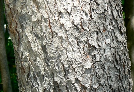Black Cherry (Prunus serotina) bark detail photo