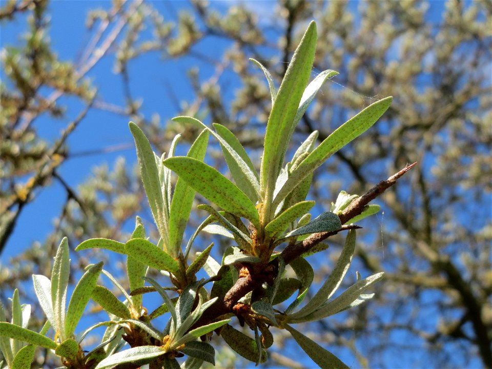 Sanddorn (Hippophae rhamnoides) in Hockenheim-Talhaus