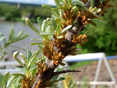 Sanddorn (Hippophae rhamnoides) am Osthafen Saarbrücken