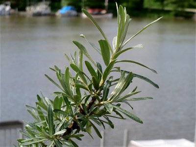 Sanddorn (Hippophae rhamnoides) am Osthafen Saarbrücken