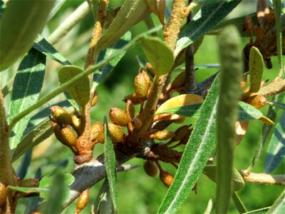 Sanddorn (Hippophae rhamnoides) bei Neulußheim