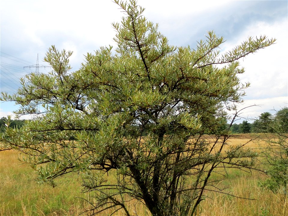 Sanddorn (Hippophae rhamnoides) im Naturschutzgebiet Gewann Frankreich-Wiesental