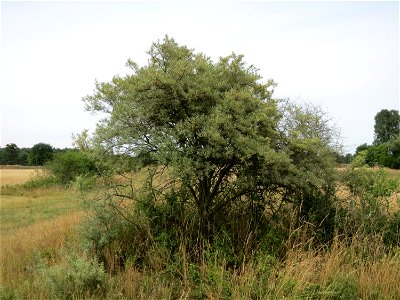 Sanddorn (Hippophae rhamnoides) im Naturschutzgebiet Gewann Frankreich-Wiesental photo