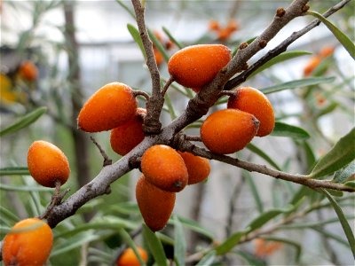 Sanddorn (Hippophae rhamnoides) am Osthafen Saarbrücken photo