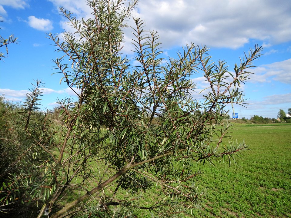 Sanddorn (Hippophae rhamnoides) an der A61 in Hockenheimer Rheinbogen