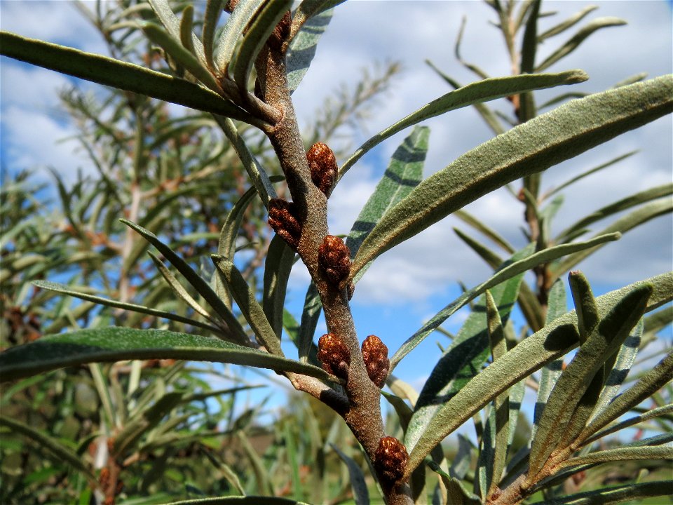 Sanddorn (Hippophae rhamnoides) an der A61 in Hockenheimer Rheinbogen