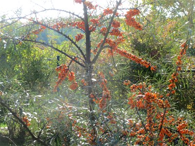 Sanddorn (Hippophae rhamnoides) bei Oftersheim