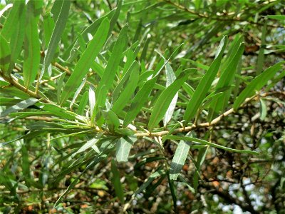 Sanddorn (Hippophae rhamnoides) in Hockenheim. An der Lußheimer Straße gibt es mehrere ausgewilderte Sandorn-Sträucher und Ölweiden. Der Sanddorn wächst zerstreut auf den typischen Sand-Trockenrasen a photo