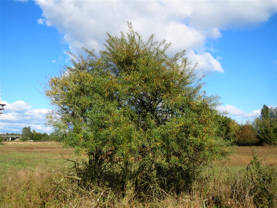 Sanddorn (Hippophae rhamnoides) im Naturschutzgebiet Gewann Frankreich-Wiesental - der Sanddorn kommt wild wachsend nicht nur an der Küste vor sondern zerstreut auch auf den Sandflächen im Oberrheingr