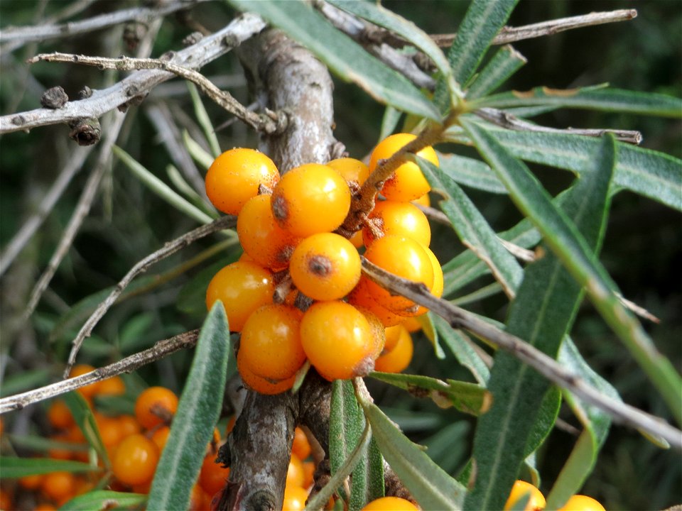 Wild wachsender Sanddorn (Hippophae rhamnoides) bei Neulußheim - die eher in Küstenregionen erwartete Pflanze kommt auch im sandigen Oberrheingraben zerstreut wachsend vor