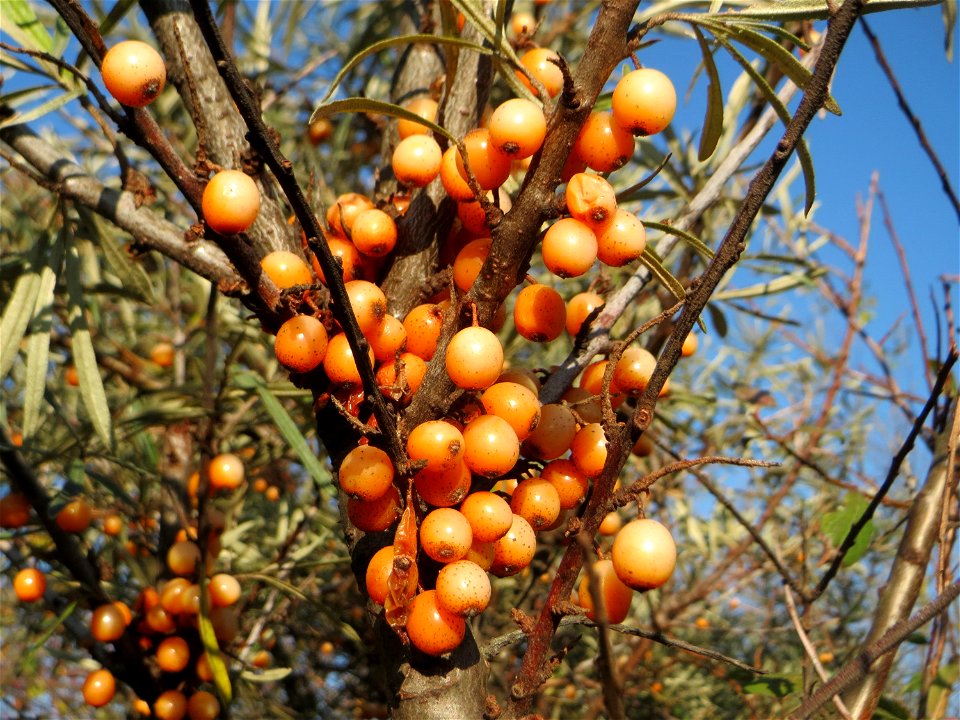 Sanddorn (Hippophae rhamnoides) - der charakteristische Küstenstrauch kommt verwildert auf Sandböden auch am Oberrhein vor