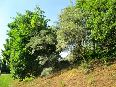 Sanddorn (Hippophae rhamnoides) in Hockenheim. An der Lußheimer Straße gibt es mehrere ausgewilderte Sandorn-Sträucher und Ölweiden. Der Sanddorn wächst zerstreut auf den typischen Sand-Trockenrasen a