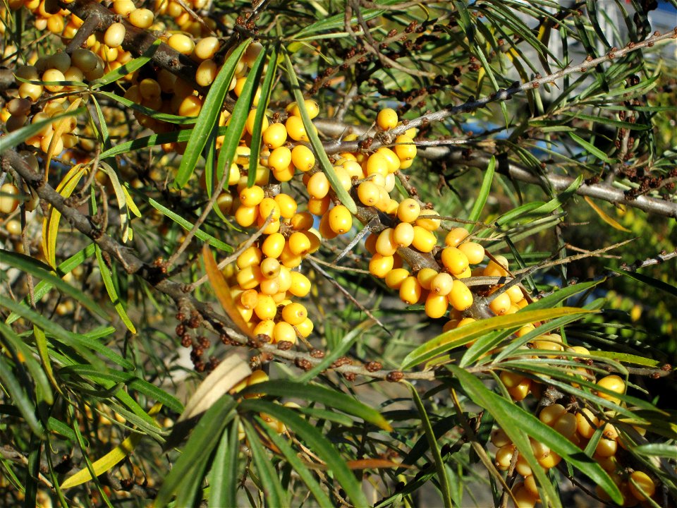 Sanddorn (Hippophae rhamnoides) am Osthafen Saarbrücken - an diesem Standort gepflanzt und nicht wild wachsend