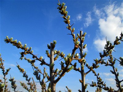 Blühender Sanddorn (Hippophae rhamnoides) am Osthafen Saarbrücken