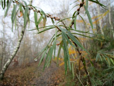 Sanddorn (Hippophae rhamnoides) auf der Bergehalde Göttelborn