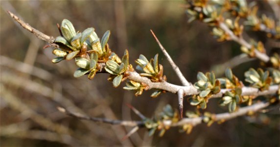 Flowers of a female sea-buckthorn