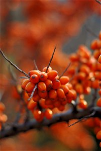Female Hippophae rhamnoides in late autumn